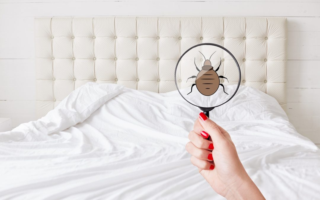 Will My Stuff Be Safe from Bed Bugs when I Keep it in Storage?